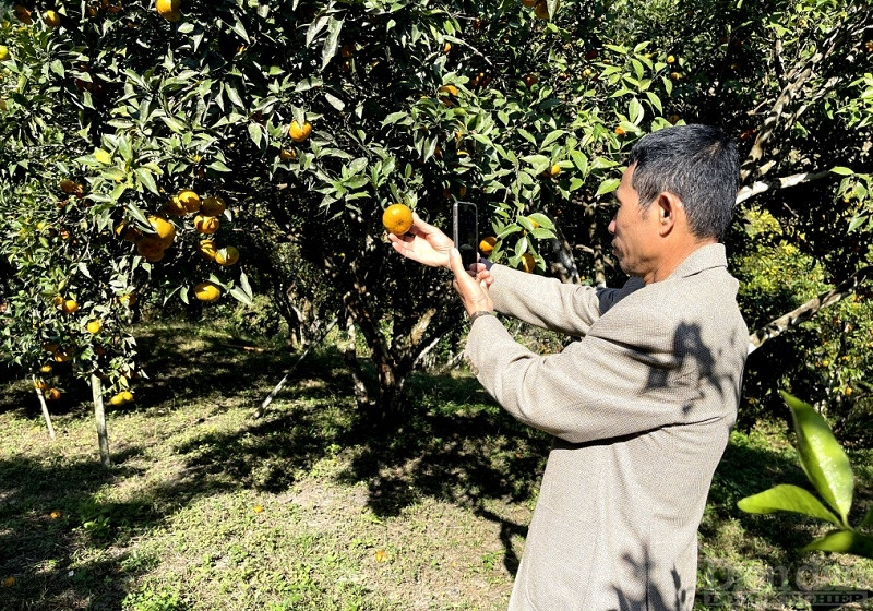 Ông Trần Văn Hậu, chủ vườn cam 68 (xã Vạn Yên, huyện Vân Đồn) quay hình để đưa nông sản lên sàn thương mại điện tử (Ảnh: Báo Quảng Ninh)