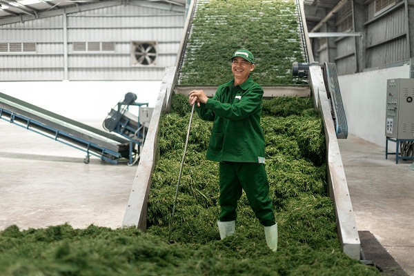 Máy sấy cỏ bằng năng lượng biogas tại Vinamilk.