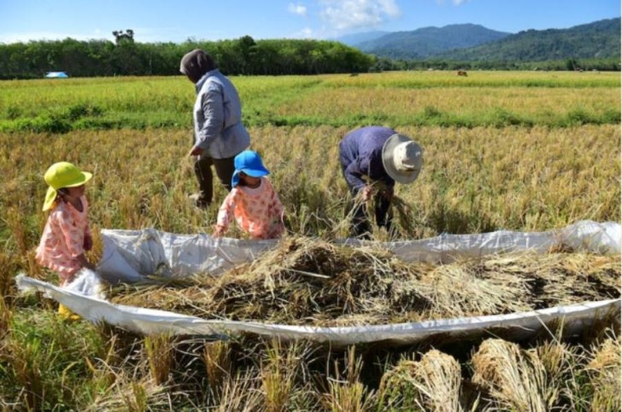 Nông dân thu hoạch lúa trên một cánh đồng ở tỉnh Narathiwat, miền nam Thái Lan hồi tháng 3-2023. Ảnh: AFP