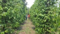 Doanh nghiệp liên kết với nông dân tạo giá trị bền vững