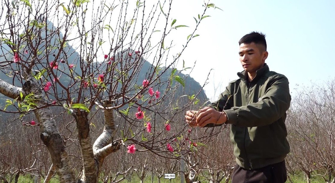 vào những ngày cuối năm, bà con trồng đào đang tập trung chăm sóc, để có được những cây đào thế ưng ý và  nở đúng vào dịp Tết Nguyên đán.