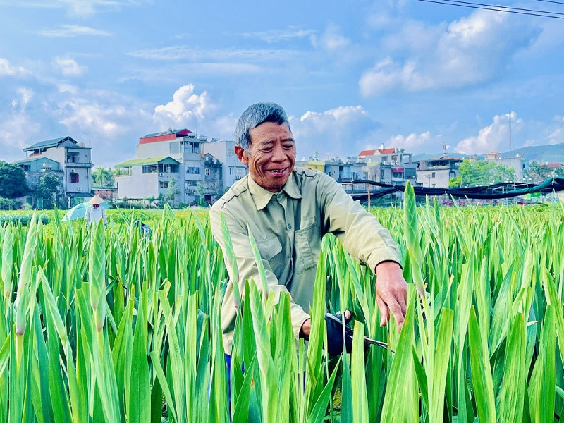 Thời điểm này, hộ ông Triệu Đình Thông, khu Đồng Chè, phường Hoành Bồ (TP Hạ Long) tất bật cắt tỉa để lá xanh và lộ bông dơn (Ảnh Báo Quảng Ninh)