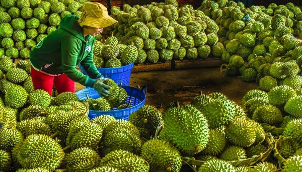 Lần đầu tiên sầu riêng của Việt Nam vừa bị đưa vào diện kiểm tra dư lượng thuốc trừ sâu tại cửa khẩu của Liên minh châu Âu với tần suất 10% khi xuất khẩu sang thị trường này.