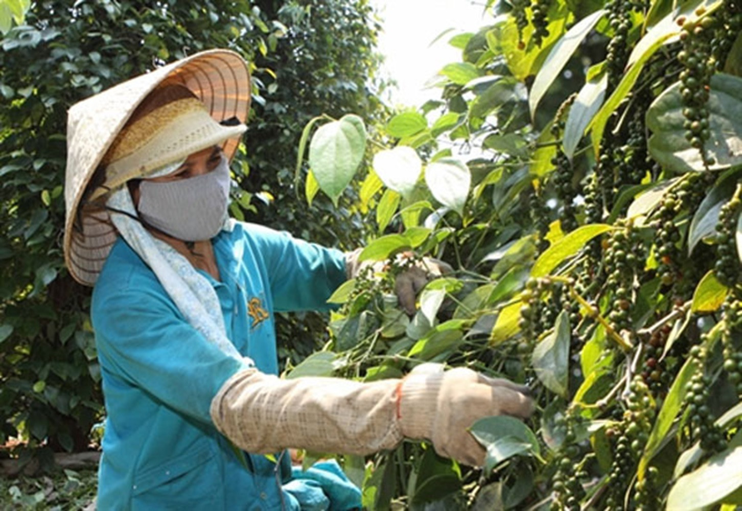 Các ngành hàng nông sản, trong đó có hồ tiêu có nhiều cơ hội mở rộng xuất khẩu nhưng đi liền là những rủi ro