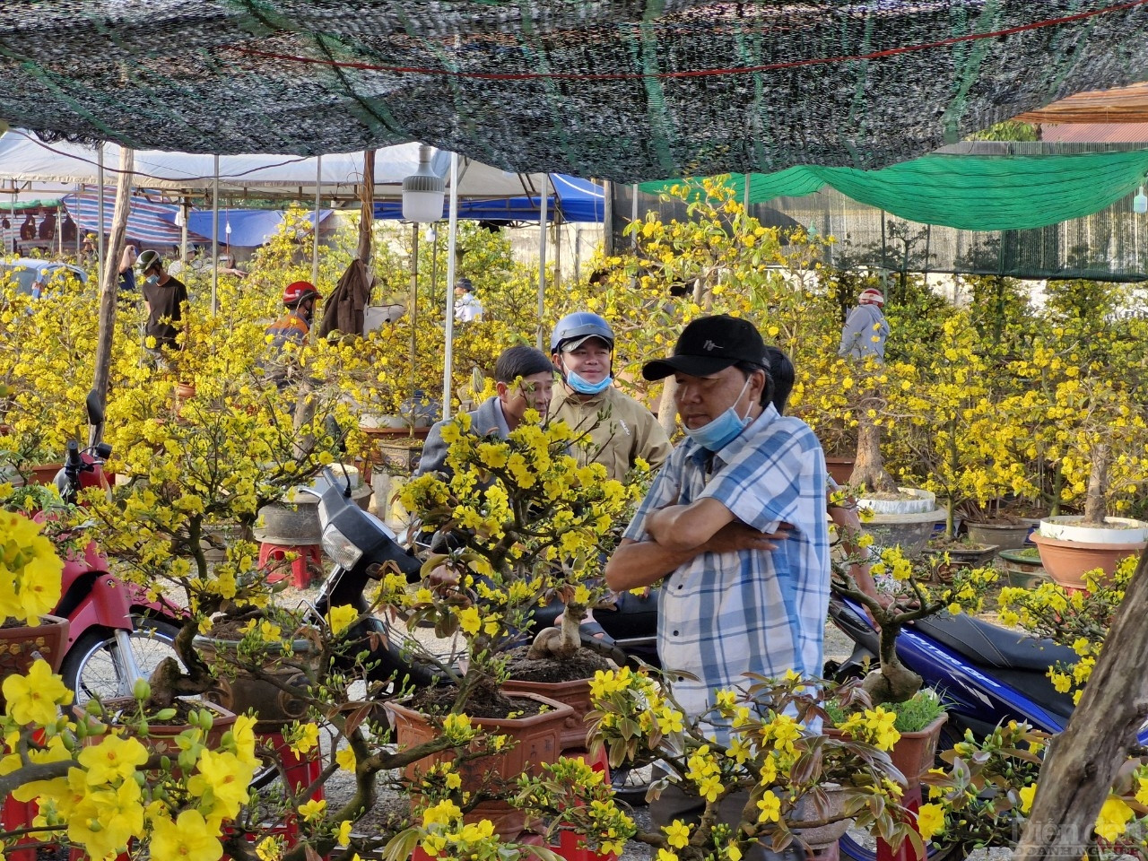 Hoa mai được người dân ưu tiên trong các loại hoa trong dịp Tết và cũng là loại hoa chiếm phần lớn của thị trường