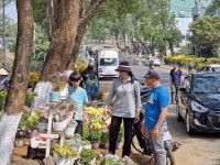 Muôn màu hoa Tết