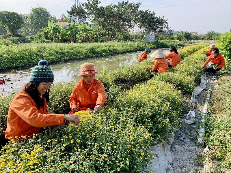 Các thành viênp/xã trong Gotafarm chăm sóc cây hoa