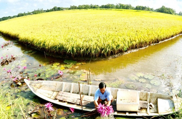 Mô hình sản xuất lúa - tôm kết hợp nuôi cá đồng và trồng bông súng cho thu nhập 150 triệu đồng/ha/năm ở huyện Hồng Dân (tỉnh Bạc Liêu).