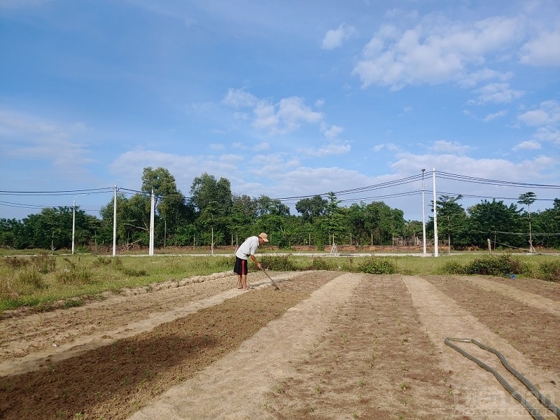 Người dân vùng dự án tranh thủ canh tác nông nghiệp trên các lô đất đã phân ranh giới.