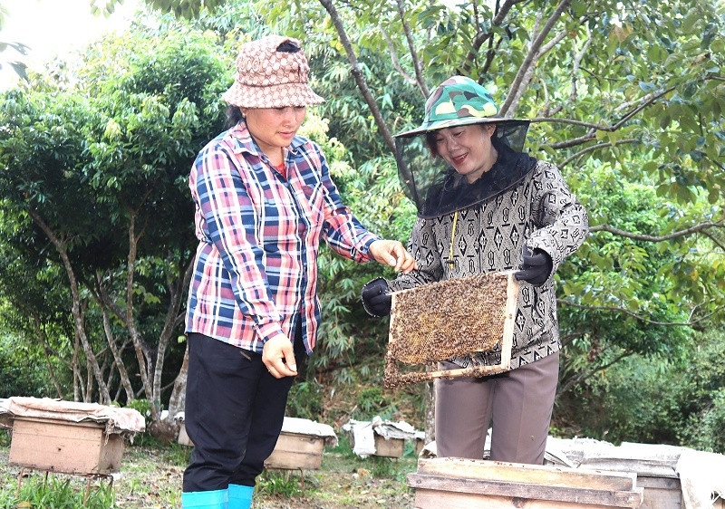 Dự án khởi nghiệp “Nuôi ong mật dưới tán rừng” của chị Nguyễn Thị Hòe đã gieo khát vọng làm giàu cho nhiều phụ nữ Hoàng Hoa Thám