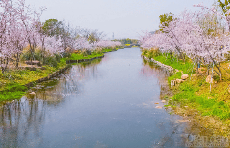 Đến với Tô Châu bạn có thể chiêm ngưỡng những loài hoa đặc trưngp/như hoa anh đào, hoa mai, hoa mận,…