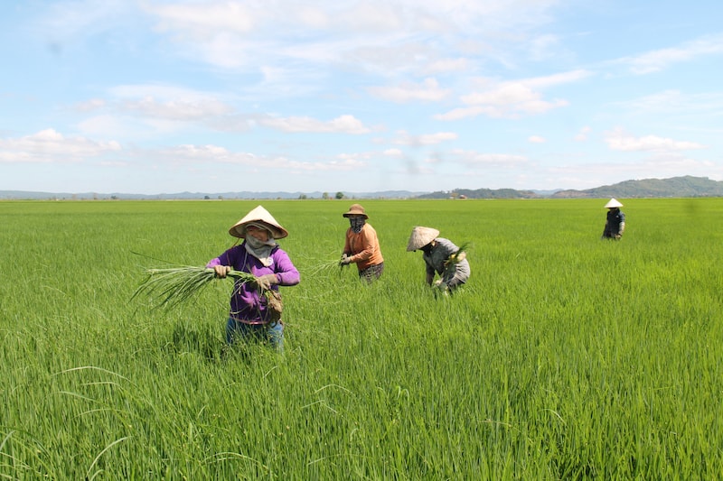 Mục tiêu đề án 1 triệu héc ta là chúng ta giảm lượng phân đạm, cho nên, không khuyến khích người nông dân tăng đạm.