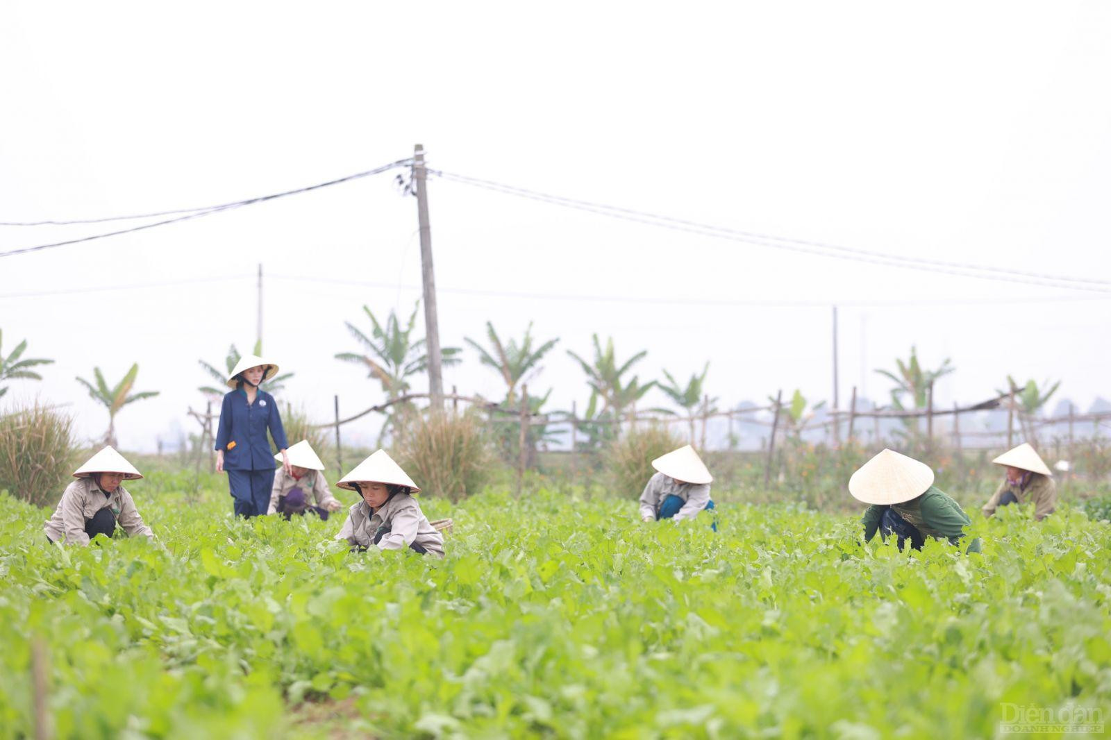 tỉnh Nghệ An giao Sở NN&PTNT chủ trì, phối hợp với các cơ quan, địa phương liên quan rà soát, tham mưu điều chỉnh, bổ sung quy hoạch, cơ cấu sản xuất nông lâm thủy sản gắn với phát triển hạ tầng và dịch vụ logistics nông sản