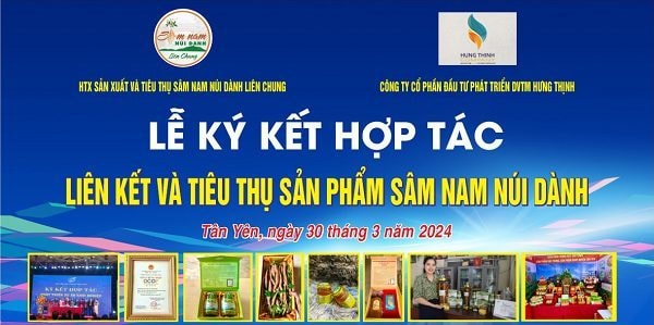 Công ty Cổ phần Đầu tư Phát triển Dịch vụ thương mại Hưng Thịnh kết nối, hợp tác sản xuất và tiêu thụ sản phẩm sâm Nam núi Dành