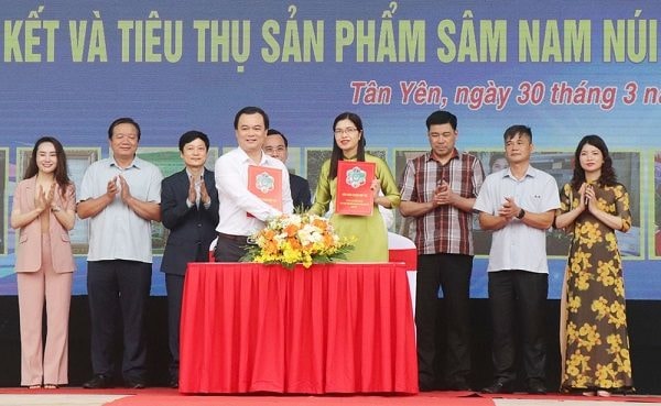 Công ty Cổ phần Đầu tư Phát triển Dịch vụ thương mại Hưng Thịnh kết nối, hợp tác sản xuất và tiêu thụ sản phẩm sâm Nam núi Dành