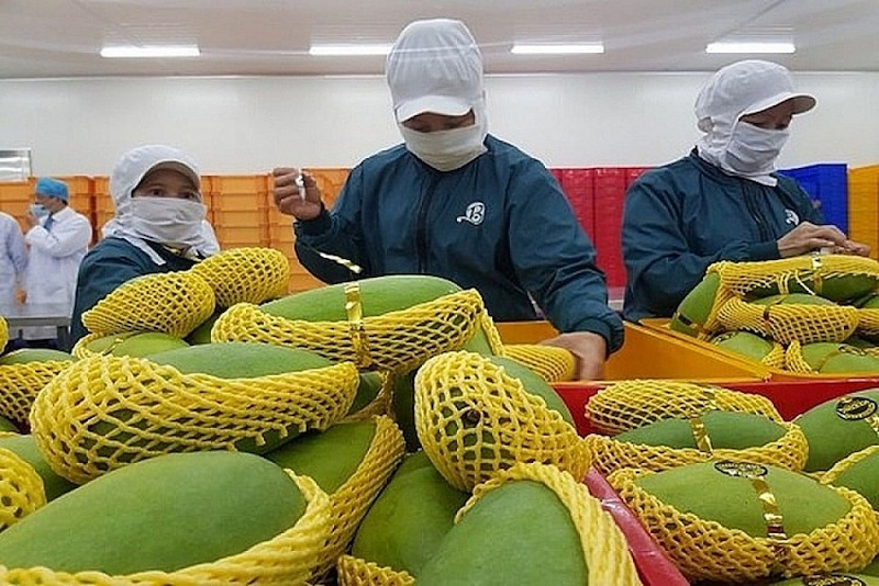 với thực trạng vùng nguyên liệu còn manh mún nhỏ lẻ trong tay hàng triệu nông hộ thì vấn đề “đồng nhất” tạo “đồng chất” sản phẩm xuất khẩu là bài toán đau đầu các doanh nghiệp.