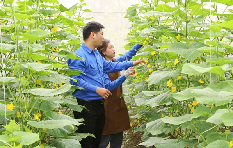 Chương trình “Đồng hành với thanh niên khởi nghiệp, lập nghiệp” được các cấp bộ Đoàn trong tỉnh triển khai với nhiều hoạt động thiết thực (Ảnh minh họa)