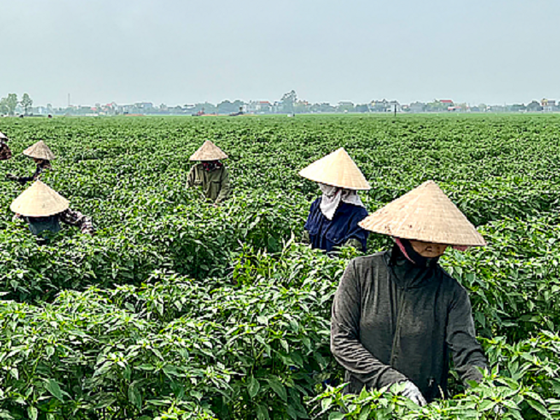 Nam Định xây dựng “tấm vé thông hành” cho nông sản địa phương (Ảnh minh họa)