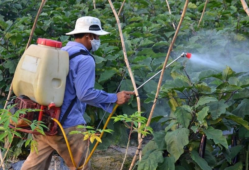 Chính phủ nhiều nước đã tăng cường đầu tư, áp dụng nhiều sáng kiến và giải pháp nhằm khuyến khích, tạo động lực thúc đẩy doanh nghiệp trong việc nghiên cứu, sản xuất và sử dụng thuốc bảo vệ thực vật sinh sinh học - Ảnh minh họa: ITN