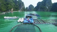 Doanh nghiệp lâm, thuỷ sản khó tiếp cận vốn tín dụng