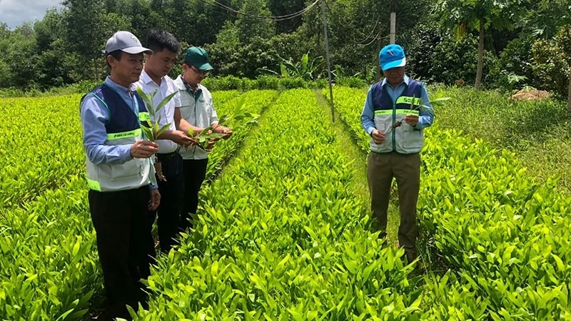 với tổng diện tích 14,7 triệu ha, Việt Nam có tiềm năng huy động một nguồn tài chính từ các dự án carbon lâm nghiệp để bảo vệ và phát triển rừng.