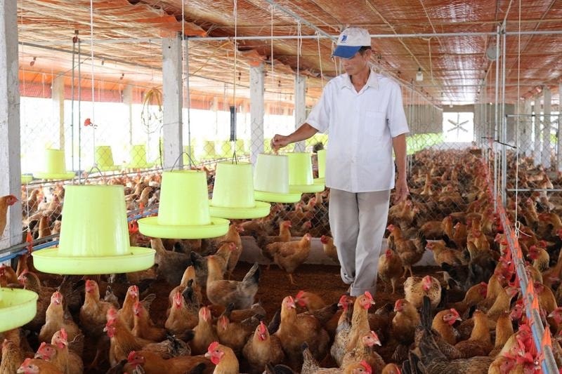 Vì vậy, theo chuyên gia, cần có cơ chế khuyến khích chăn nuôi phát triển theo mô hình kinh tế tuần hoàn - Ảnh minh họa: ITN
