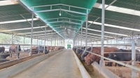 Gia Lai:p/Đẩy mạnh thu hút các dự án thức ăn chăn nuôi