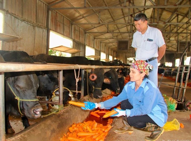 Có công việc ổn định với mức thu nhập cao, nhưng anh Luyện Huy Doan, sinh năm 1984 ở huyện Thanh Miện - Hải Dương lại rẽ hướng, quyết định gắn bó với ruộng đồng quê hương bằng mô hình nuôi bò 3B.