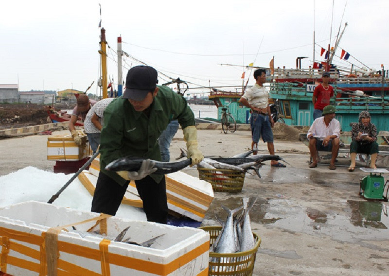 Tàu đánh bắt xa bờ của ngư dân thị trấn Thịnh Long (Hải Hậu) cập cảng cá Ninh Cơ (Ảnh: Báo Nam Định)