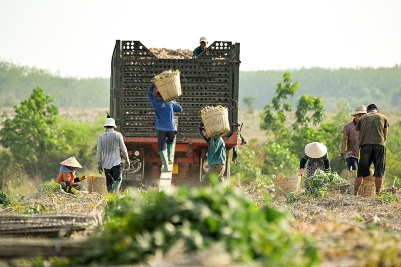 Các nông hộ triển khai dự án vui mừng thu hoạch khoai mì với năng suất tăng gần gấp đôi.