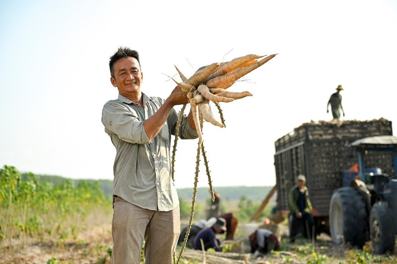 Ông Nguyễn Hoàng Sơn bên vụ mùa khoai mì đạt năng suất 40 tấn/ha.