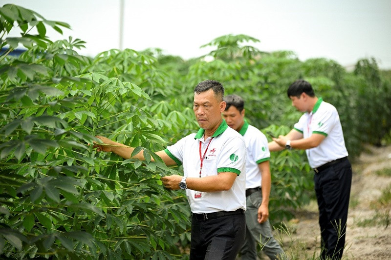 Cán bộ kỹ thuật của Công ty Ajinomoto Việt Nam thăm Dự án Khoai mì bền vững tại Tây Ninh.