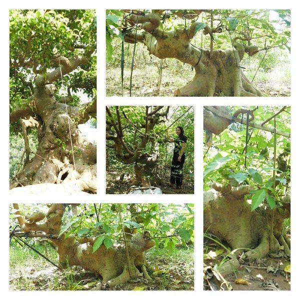 Xã Bách Thuận – Vũ Thư, Thái Bình vươn mình phát triển mô hình làng du lịch sinh thái cộng đồng