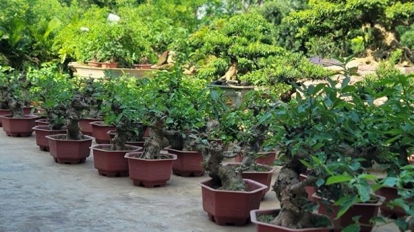 Xã Bách Thuận – Vũ Thư, Thái Bình vươn mình phát triển mô hình làng du lịch sinh thái cộng đồng