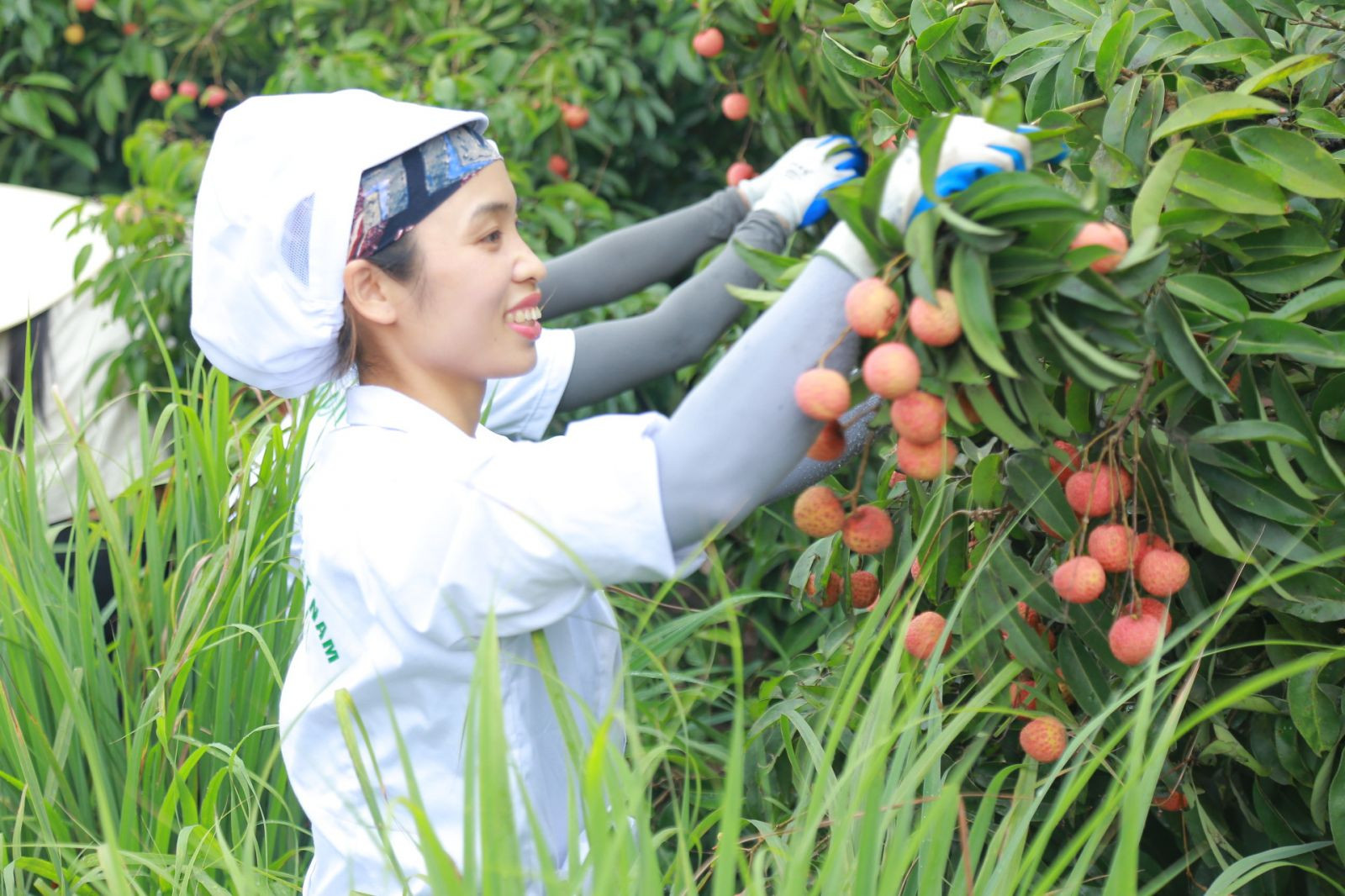 Thu hoạch vải thiều