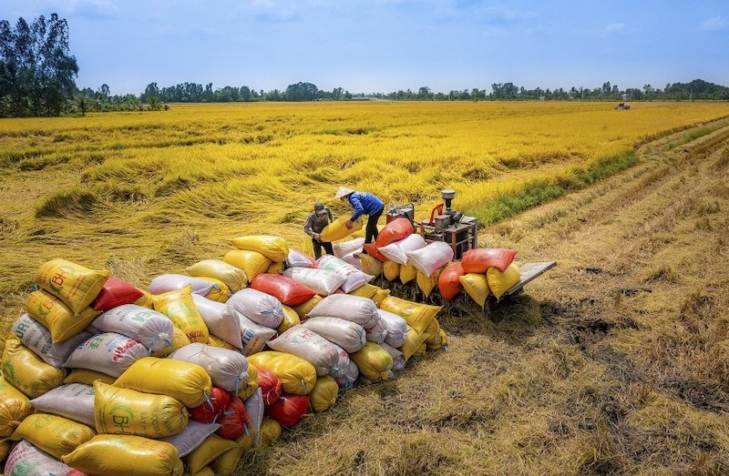 Hiệp hội Lương thực Việt Nam (VFA) đưa ra đề xuất áp dụng giá sàn trong xuất khẩu gạo, một số doanh nghiệp chưa đồng tình.