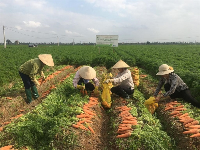 Đầu năm 2024, nông dân trồng cà rốt ở Hải Dương đã có một vụ mùa bội thu khi rất nhiều doanh nghiệp đổ về thu mua xuất khẩu cà rốt