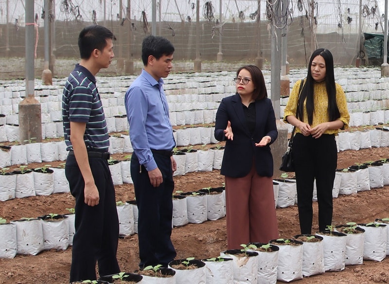 Mô hình ứng dụng khoa học công nghệ vào trồng dưa lưới của Công ty Cổ phần Thương mại tổng hợp Toan Vân (Ảnh: Báo Thái Bình)