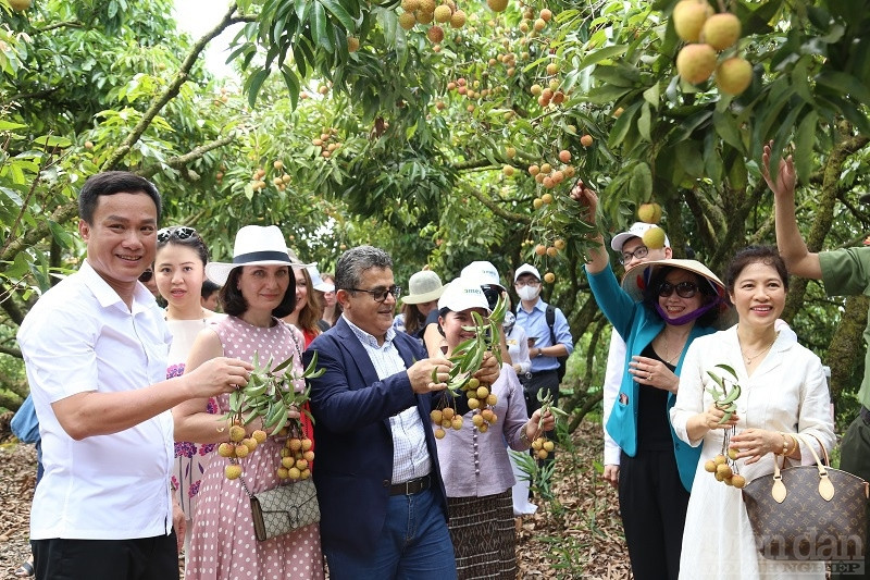 Du khách tham quan trải nghiệm vườn vải Thanh Hà