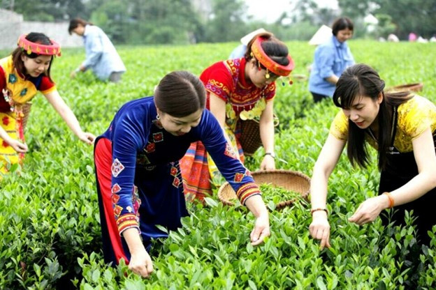 CTCP Chè Hà Thái đã sản xuất được 12 dòng sản phẩm chè khác nhau để phục vụ đa dạng khách hàng như: Trà Long Vân, Tôm nõn Trà, Thiết bảo Trà, Trà tiến Vua…Tại cuộc thi Chè quốc tế năm 2016 được tổ chức ở Canada, sản phẩm trà Tôm nõn của Cty CP Chè Hà Thái đã xuất sắc vượt qua hàng chục sản phẩm chè tiêu biểu của nhiều quốc gia và giành giải Bạc.