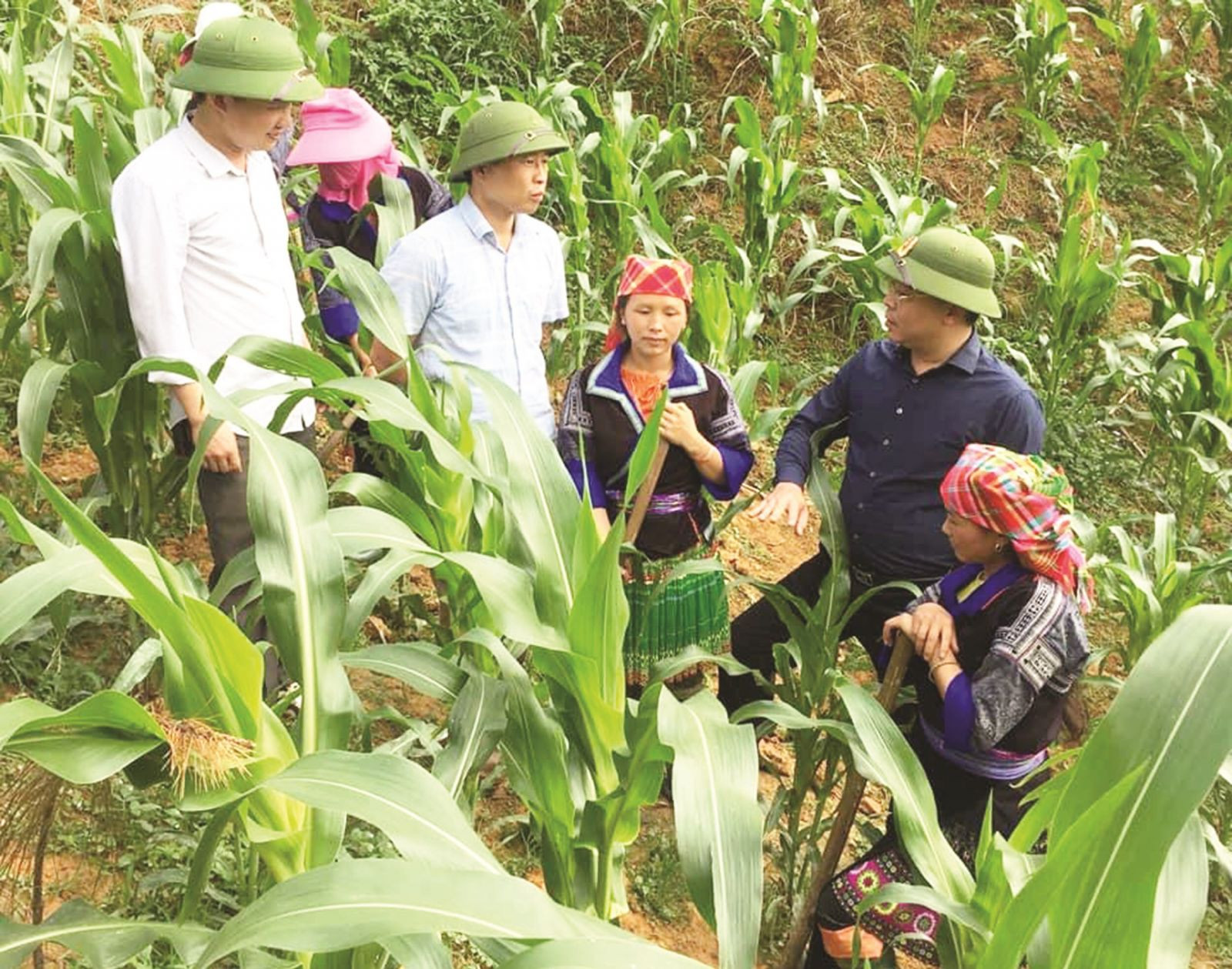 Các đồng chí lãnh đạo huyện Mù Càng Chải thăm mọi hình trồng Ngô lại của bà con