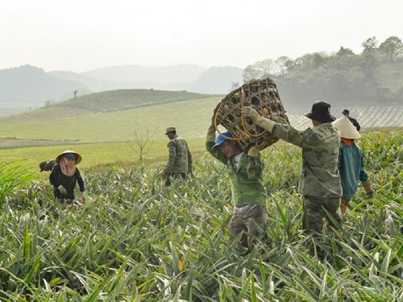 Trên những cánh đồng dứa