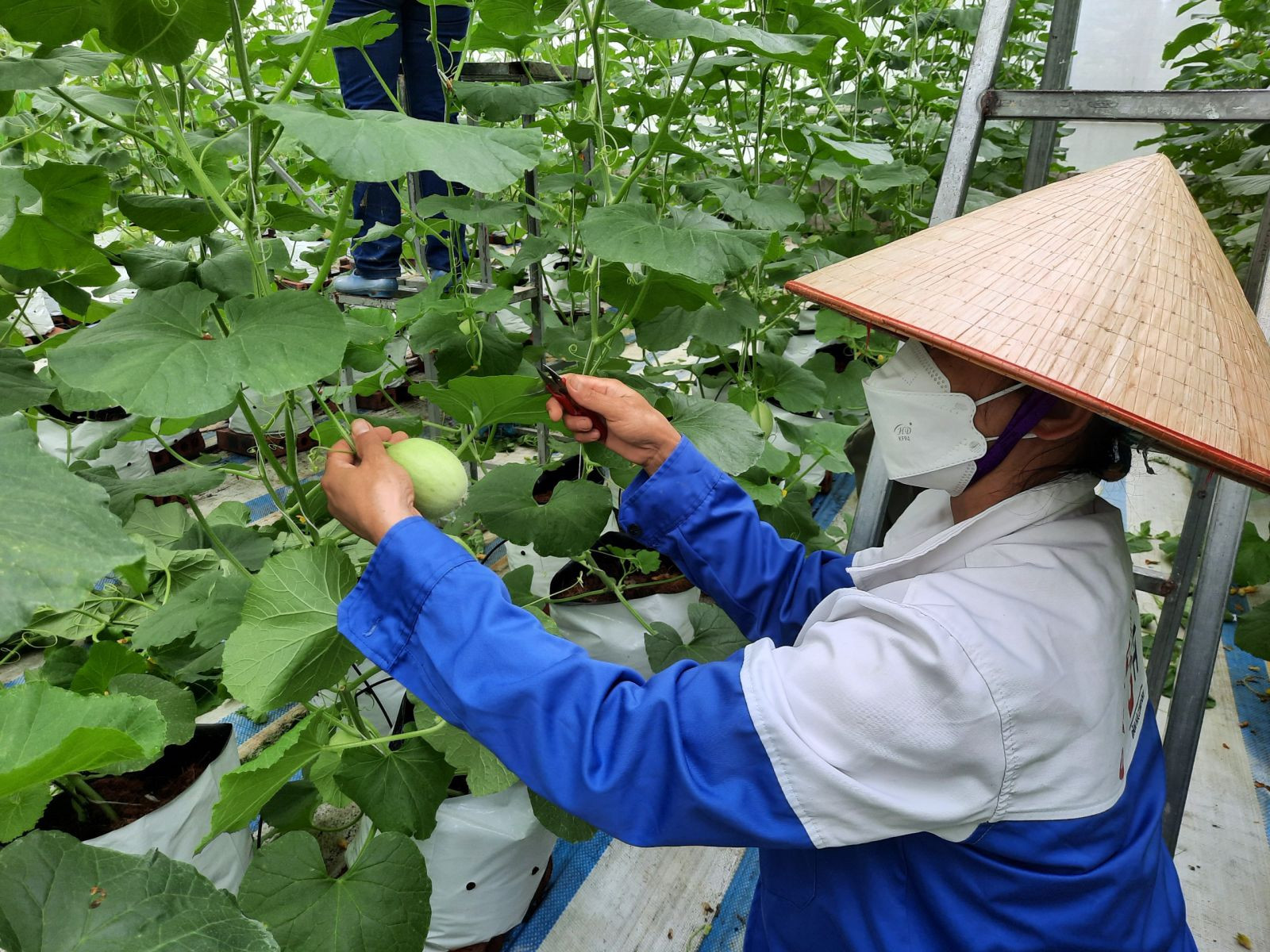 1.Quảng Ninh có nhiều điều kiện thuận lợi để phát triển nông, lâm, thủy sản trên địa bàn