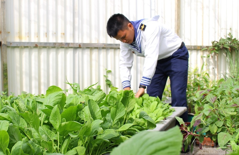 Giữa nắng, gió của Trường Sa, màu xanh của những luống rau làm mát dịu không khí oi nồng của biển đảo