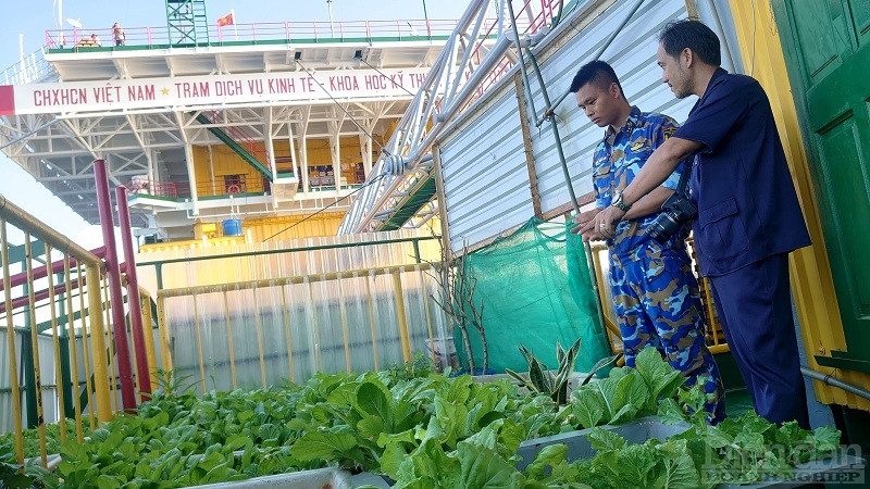 Chiến sĩ Kim Văn Tới – Công tác tại Nhà giàn DK1/9 Ba Kè chia sẻ: “Việc chăm sóc, bắt sâu, tưới rau luôn được duy trì hàng ngày. Chính vì vậy, rau ở nhà giàn luôn xanh tốt với nhiều loại phong phú, nhiều lứa rau khác nhau như: mùng tơi, cải xanh, rau muống, lá lốt... Vườn rau xanh đã góp phần cải thiện bữa ăn như tăng cường rau xanh cho bộ đội trong quá trình công tác tại nhà giàn. Ngoài rau xanh, chúng tôi còn tăng gia sản xuất thêm như chăn nuôi lợn, gà, ngan…”