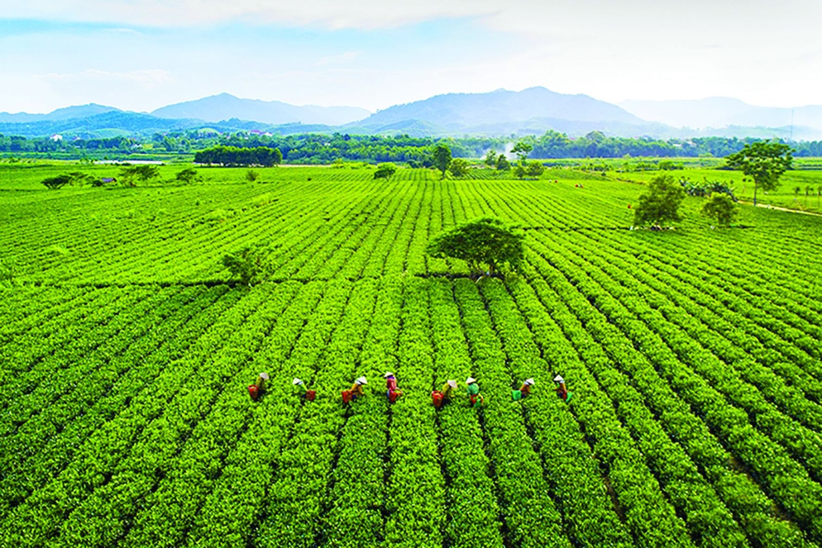  Làng chè Sơn Kim 2 được Bộ NN&PTNT chọn xây dựng mô hình phát triển chuỗi du lịch nông nghiệp, nông thôn tại Hà Tĩnh. Ảnh: Thanh Hải.