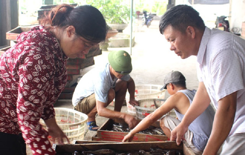 Ông Nguyễn Văn Sơn, tổ dân phố số 6, thị trấn Rạng Đông, liên kết các hộ xây dựng chuỗi sản xuất cá bống bớp an toàn, khép kín theo tiêu chuẩn VietGAP (Ảnh Báo Nam Định)