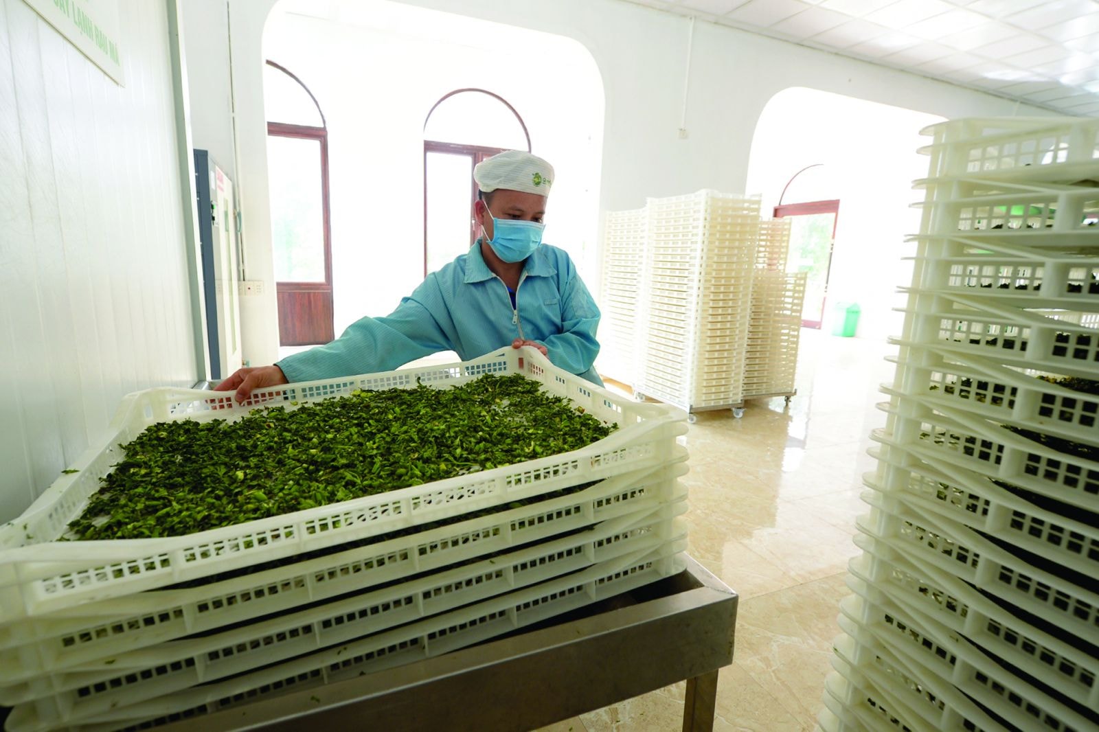  Chi phí cho chuyển đổi xanh luôn được xem là khoản đầu tư đối với doanh nghiệp.p/(Chế biến bột rau má theo hướng hữu cơ tại tại Khu Nông nghiệp công nghệ cao Queen Farm, Quảng Xương, Thanh Hóa. Ảnh: Quốc Tuấn)