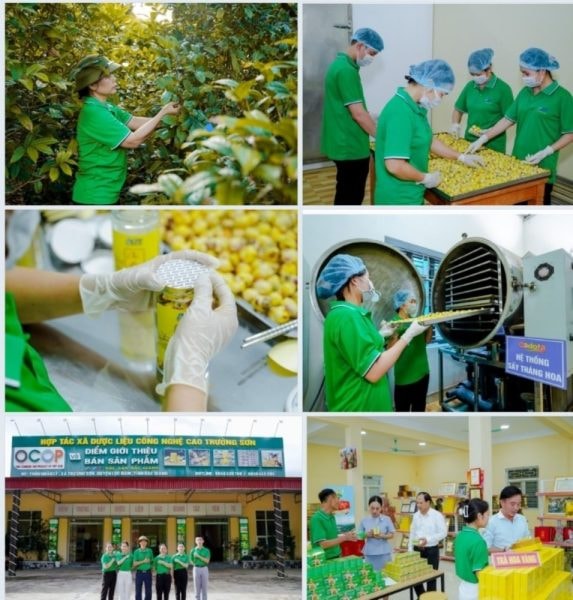 Trà Hoa Vàng: “ Nữ hoàng của các loại trà và con đường bảo tồn và phát triển thương hiệu”