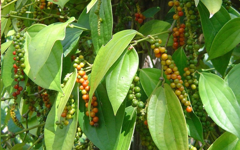 hồ tiêu 2